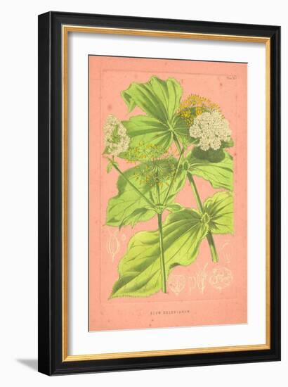 Botanical Illustration on Pink-null-Framed Art Print