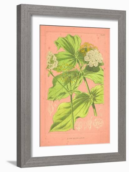 Botanical Illustration on Pink-null-Framed Premium Giclee Print