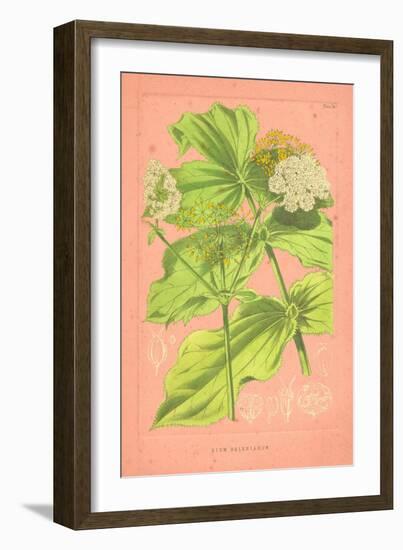 Botanical Illustration on Pink-null-Framed Premium Giclee Print