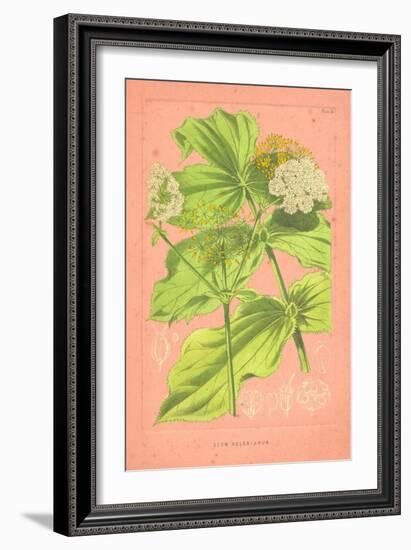 Botanical Illustration on Pink-null-Framed Premium Giclee Print