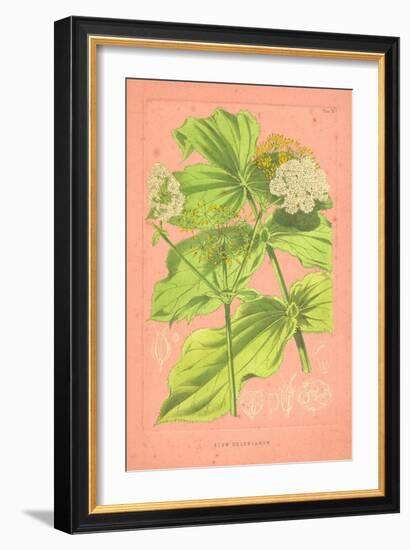 Botanical Illustration on Pink-null-Framed Premium Giclee Print