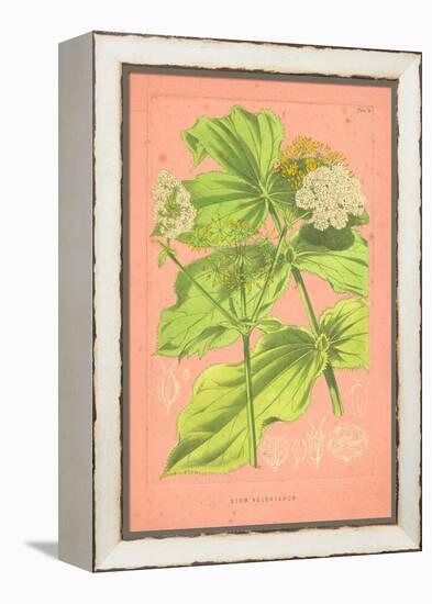 Botanical Illustration on Pink-null-Framed Stretched Canvas