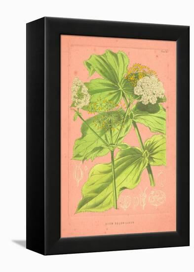 Botanical Illustration on Pink-null-Framed Stretched Canvas