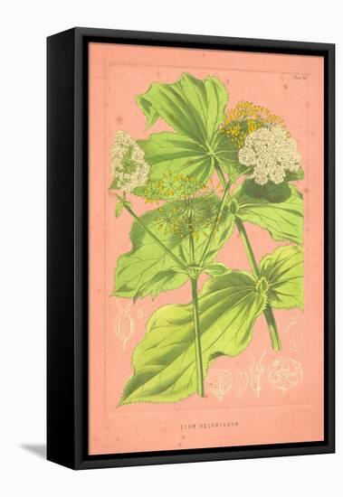 Botanical Illustration on Pink-null-Framed Stretched Canvas