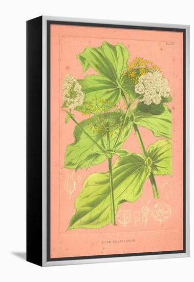 Botanical Illustration on Pink-null-Framed Stretched Canvas