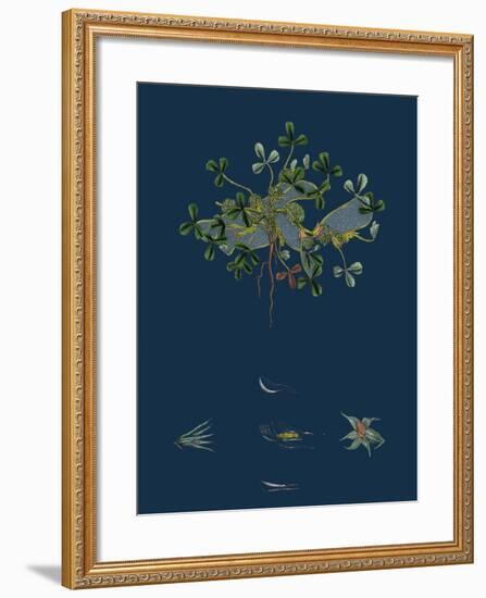 Botanical Illustration-null-Framed Giclee Print