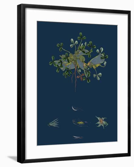 Botanical Illustration-null-Framed Giclee Print