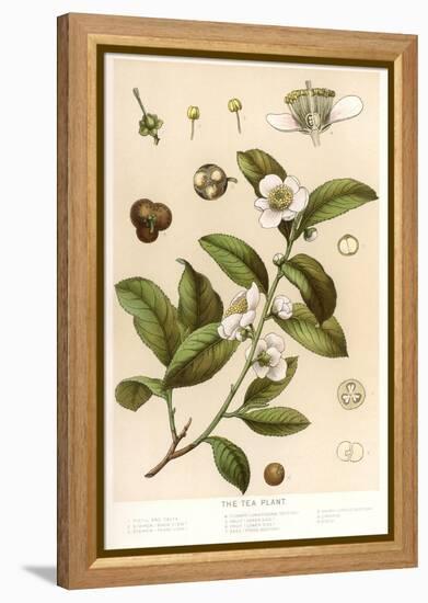 Botanical Image of Tea Plant-null-Framed Stretched Canvas