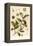 Botanical Image of Tea Plant-null-Framed Stretched Canvas