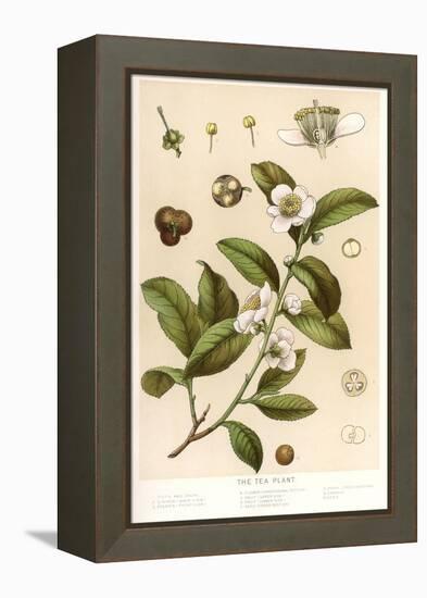 Botanical Image of Tea Plant-null-Framed Stretched Canvas