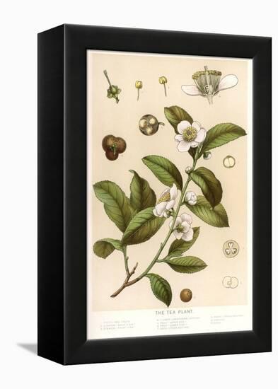 Botanical Image of Tea Plant-null-Framed Stretched Canvas