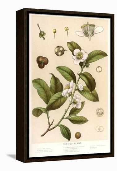 Botanical Image of Tea Plant-null-Framed Stretched Canvas