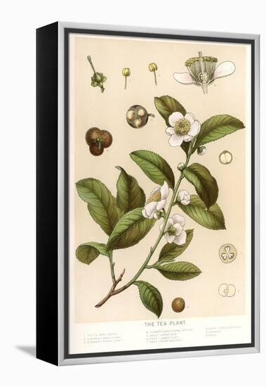 Botanical Image of Tea Plant-null-Framed Stretched Canvas