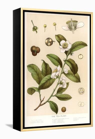 Botanical Image of Tea Plant-null-Framed Stretched Canvas