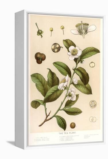 Botanical Image of Tea Plant-null-Framed Stretched Canvas