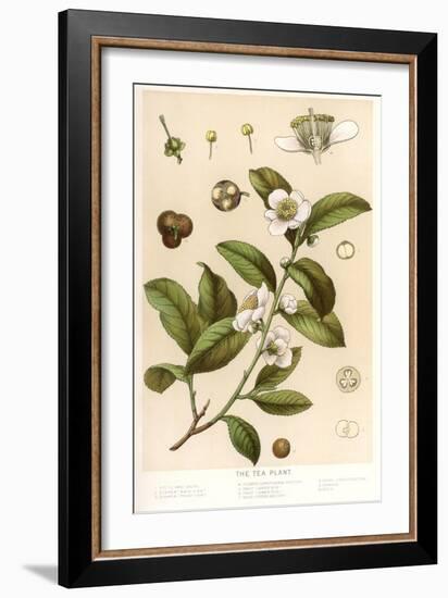 Botanical Image of Tea Plant-null-Framed Premium Giclee Print