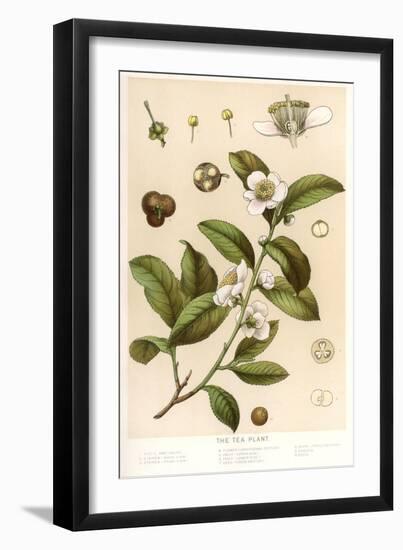 Botanical Image of Tea Plant-null-Framed Premium Giclee Print