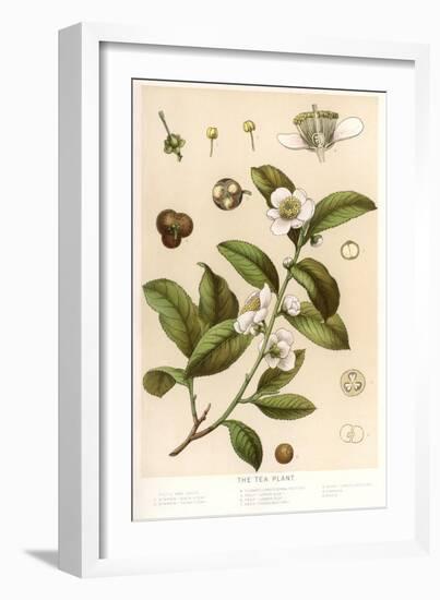 Botanical Image of Tea Plant-null-Framed Premium Giclee Print