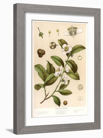 Botanical Image of Tea Plant-null-Framed Art Print