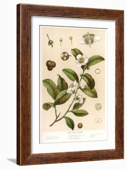 Botanical Image of Tea Plant-null-Framed Art Print