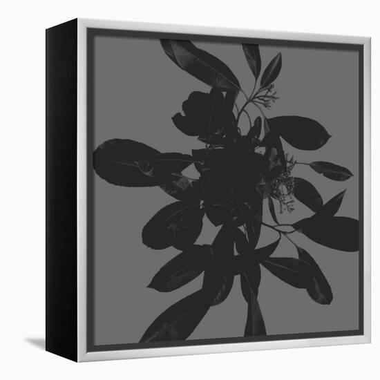 Botanical Light 1-Melody Hogan-Framed Stretched Canvas