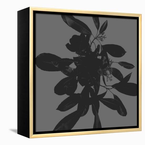 Botanical Light 1-Melody Hogan-Framed Stretched Canvas