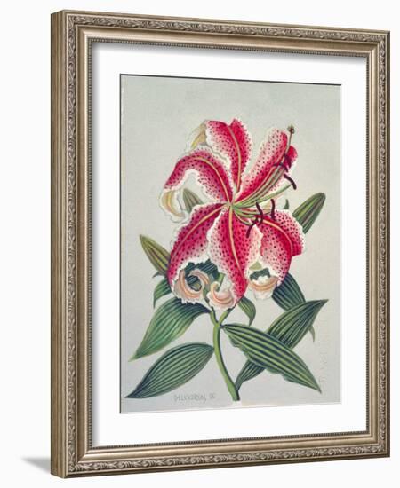 Botanical Lily, 1996-Lillian Delevoryas-Framed Giclee Print