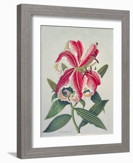 Botanical Lily, 1996-Lillian Delevoryas-Framed Giclee Print