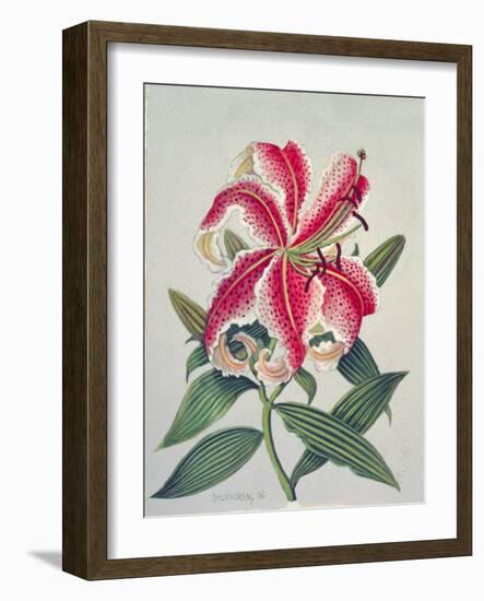 Botanical Lily, 1996-Lillian Delevoryas-Framed Giclee Print