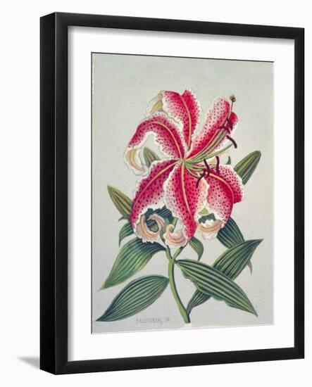 Botanical Lily, 1996-Lillian Delevoryas-Framed Giclee Print