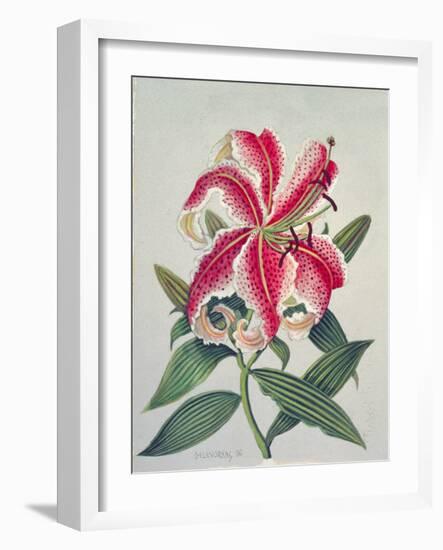 Botanical Lily, 1996-Lillian Delevoryas-Framed Giclee Print