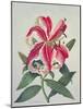 Botanical Lily, 1996-Lillian Delevoryas-Mounted Giclee Print