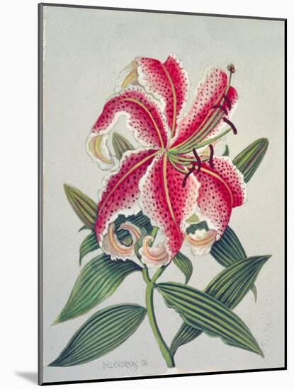 Botanical Lily, 1996-Lillian Delevoryas-Mounted Giclee Print