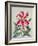 Botanical Lily, 1996-Lillian Delevoryas-Framed Giclee Print