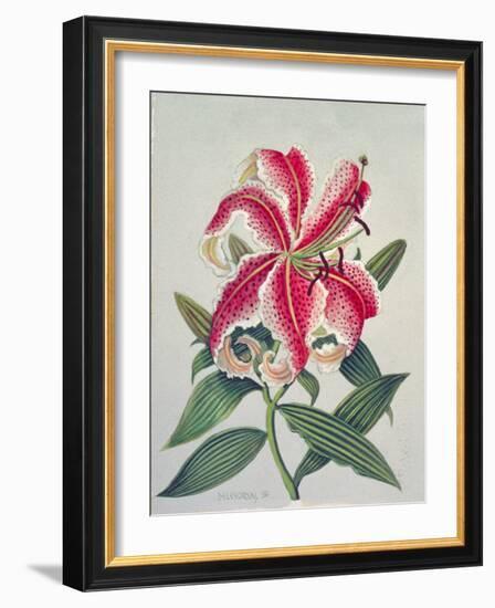 Botanical Lily, 1996-Lillian Delevoryas-Framed Giclee Print