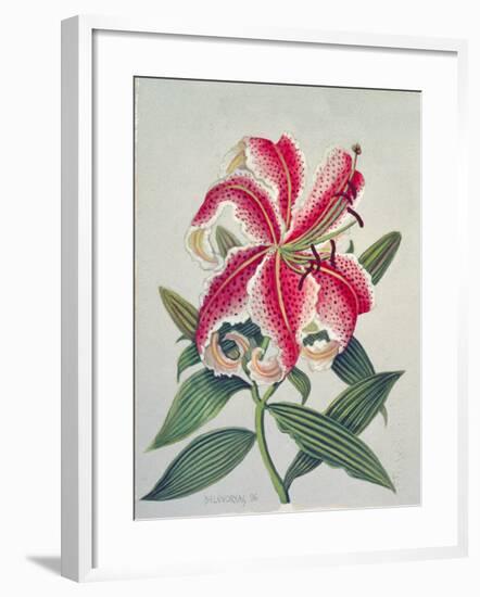 Botanical Lily, 1996-Lillian Delevoryas-Framed Giclee Print