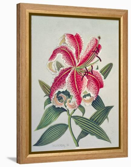 Botanical Lily, 1996-Lillian Delevoryas-Framed Premier Image Canvas