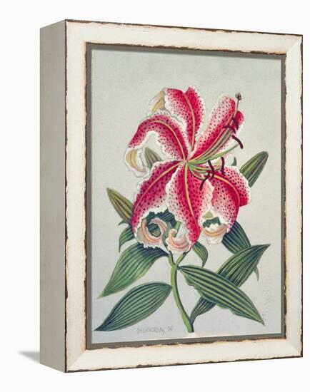 Botanical Lily, 1996-Lillian Delevoryas-Framed Premier Image Canvas
