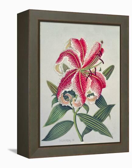 Botanical Lily, 1996-Lillian Delevoryas-Framed Premier Image Canvas