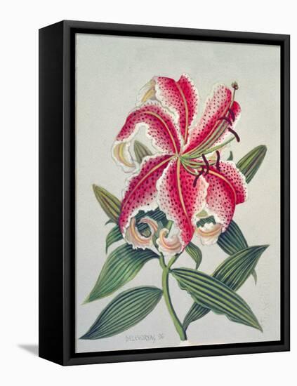 Botanical Lily, 1996-Lillian Delevoryas-Framed Premier Image Canvas