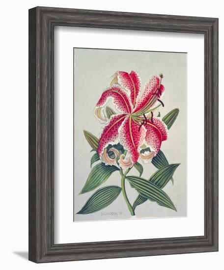 Botanical Lily, 1996-Lillian Delevoryas-Framed Giclee Print