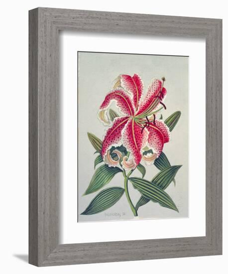 Botanical Lily, 1996-Lillian Delevoryas-Framed Giclee Print