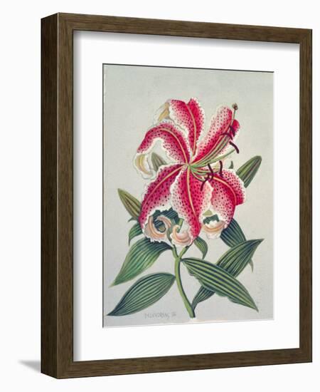 Botanical Lily, 1996-Lillian Delevoryas-Framed Giclee Print