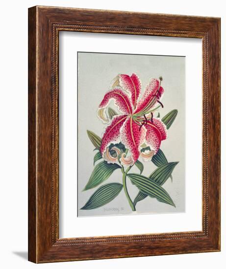 Botanical Lily, 1996-Lillian Delevoryas-Framed Giclee Print