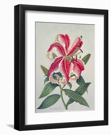 Botanical Lily, 1996-Lillian Delevoryas-Framed Giclee Print