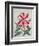 Botanical Lily, 1996-Lillian Delevoryas-Framed Giclee Print