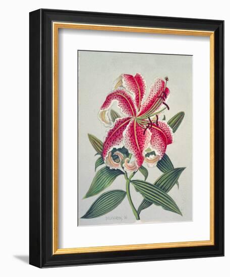 Botanical Lily, 1996-Lillian Delevoryas-Framed Giclee Print