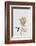 Botanical Luxe - Flutter-Dana Shek-Framed Art Print