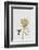 Botanical Luxe - Flutter-Dana Shek-Framed Art Print