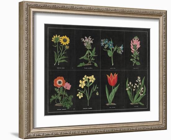Botanical on Black Chart I-Wild Apple Portfolio-Framed Art Print